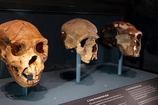 Lo cuidaron en vida y también después de muerto: el hallazgo que humaniza a los neandertales