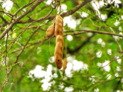 El tamarindo es rico en potasio y magnesio