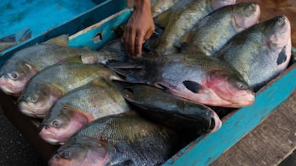El tambaqui y otras especies de peces amazónicos son criados en China y en otros países asiáticos