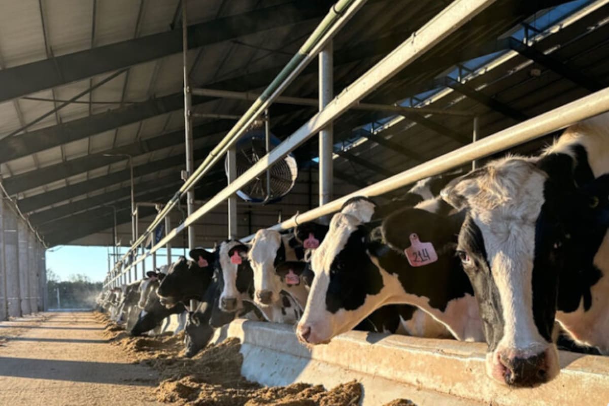 El tambo 4.0 Milkynet tiene un plantel de 850 vacas en 22 hectáreas