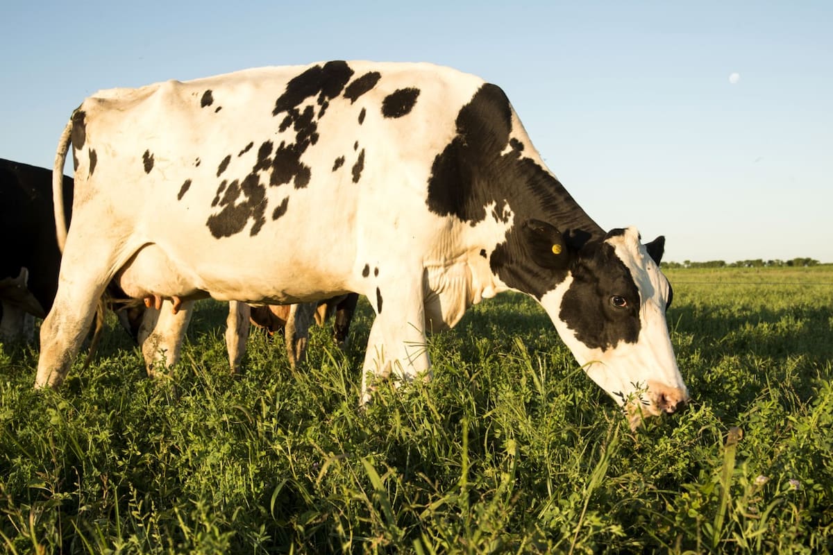El tambo, con desafíos
