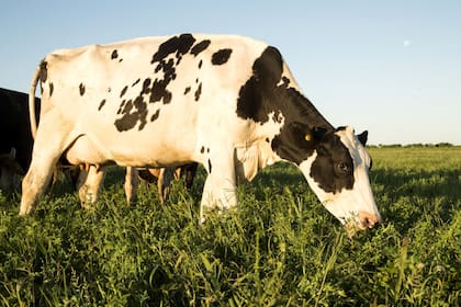 El tambo, con desafíos