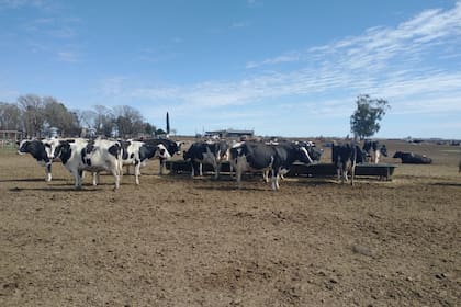 El tambo de Marcos Capelo está en la localidad de Sansinena, provincia de Buenos Aires