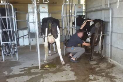 El tambo pertenecía a una escuela agropecuaria, donde los alumnos reciben clases prácticas