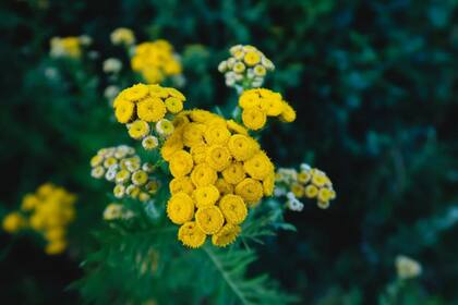 El Tanacetum parthenium es utilizado para enfrentar diversas dolencias (Foto Pexels)