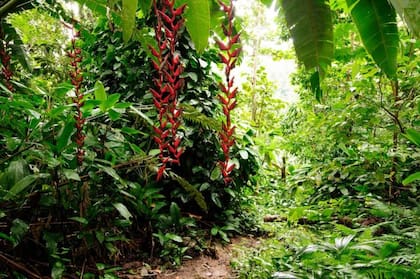 El tapón del Darién está lleno de biodiversidad, pero también de peligros, no solo por su fauna salvaje, también por los contrabandistas que se encuentran en la zona.