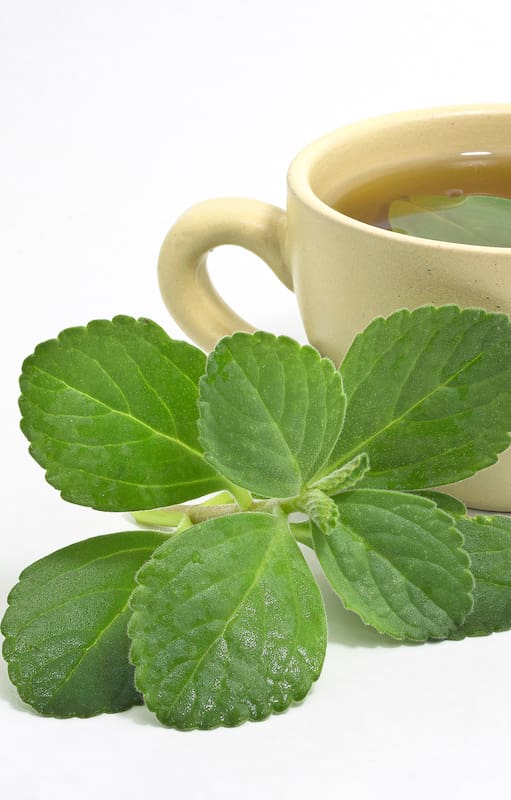 El té de boldo tiene propiedades hepatoprotectoras y antioxidantes que facilitan la digestión