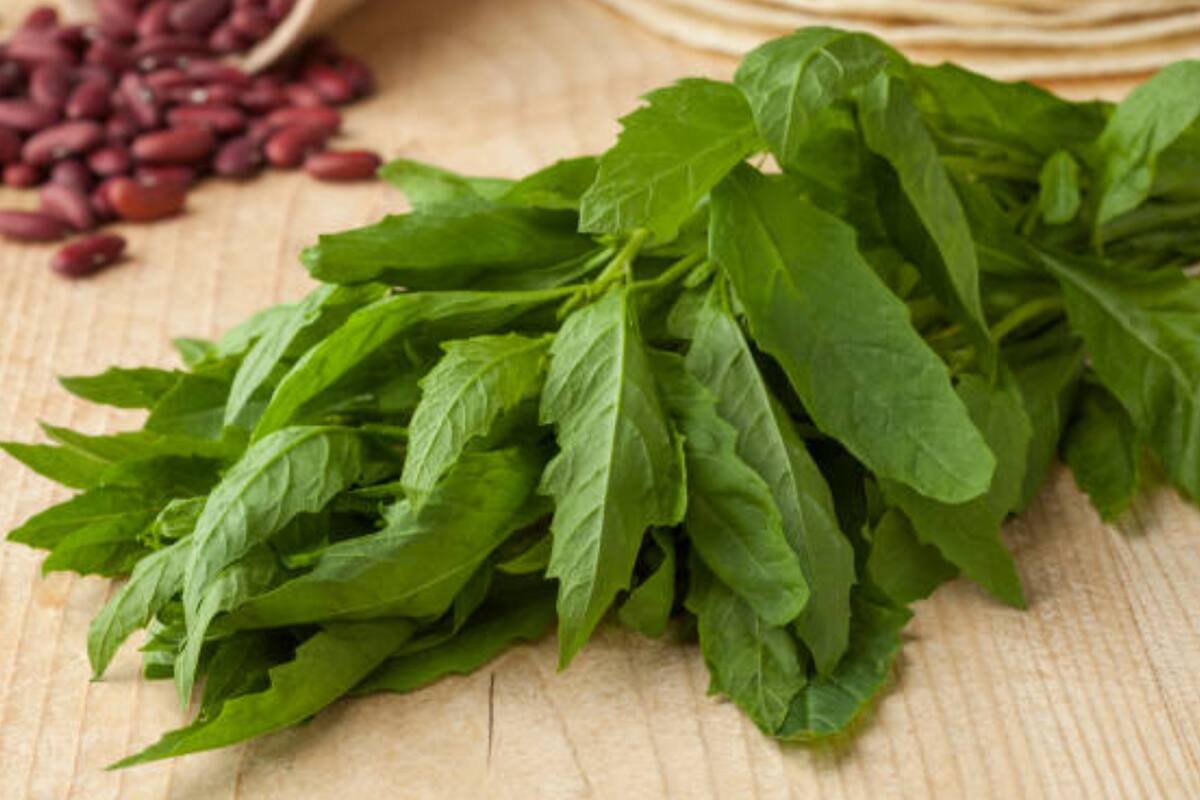 El té de epazote es utilizado para tratar cuestiones gastrointestinales (Foto Pexels)