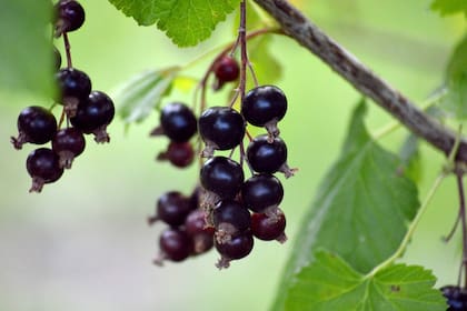 El té de grosella negra es una opción ideal para eliminar el colesterol "malo" de la sangre