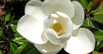 El té de magnolia también puede ayudar a calmar la ansiedad.