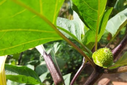 El té de toloache es utilizado medicinalmente (Foto Pexels)