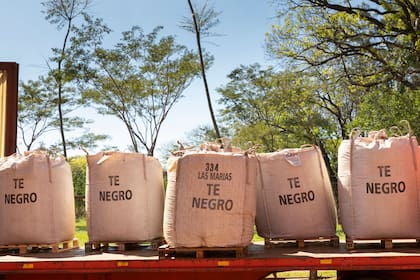 El té que sale de Las Marías recibió premios internacionales.