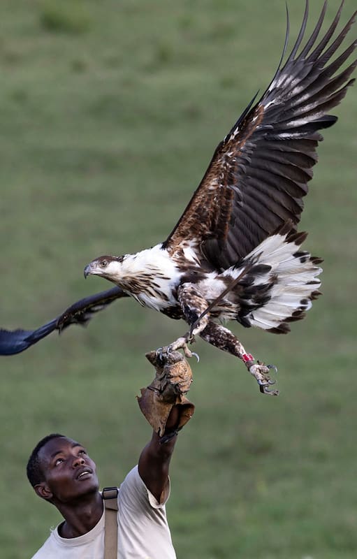 El técnico de aves rapaces John Kyalo Mwanzia rehabilita a un águila pescadora juvenil.