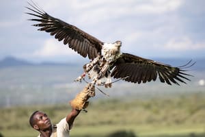 La intensa lucha por la conservación de las aves rapaces en Kenia