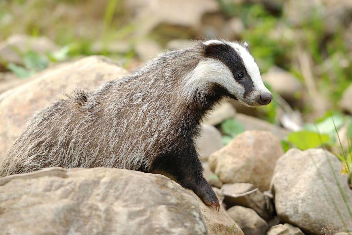 El tejón (Meles meles) adquiere cada vez más importancia como posible reservorio de tuberculosis