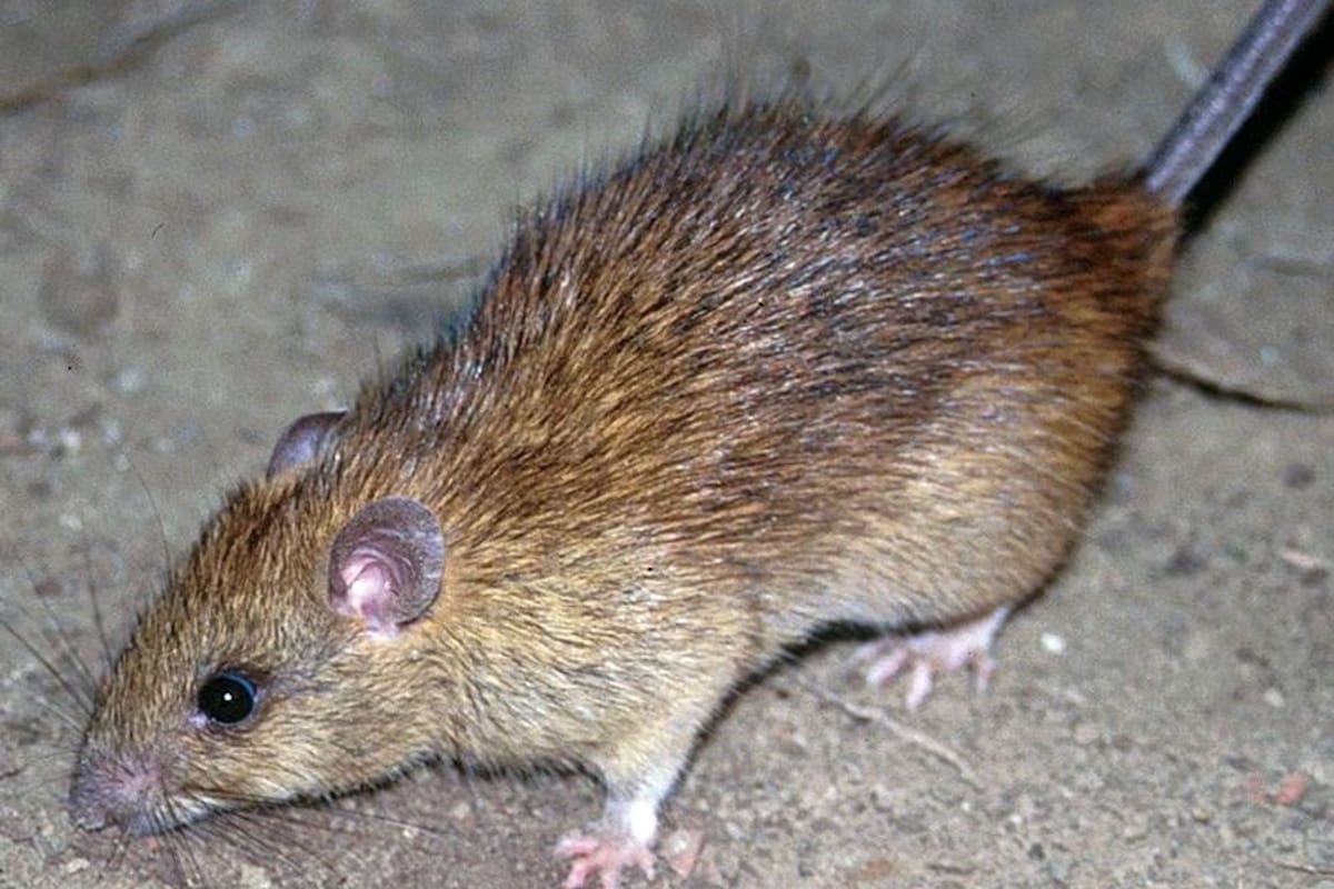 El temor por el hantavirus revive las teorías conspirativas de la pandemia de COVID
