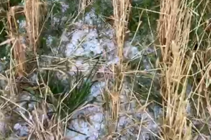 El temporal arrasó cultivos de cebada y trigo