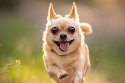 El tercer párpado es una cortina carnosa que se ve en la esquina del ojo, la más cercana a la nariz; también se la llama membrana nictitante