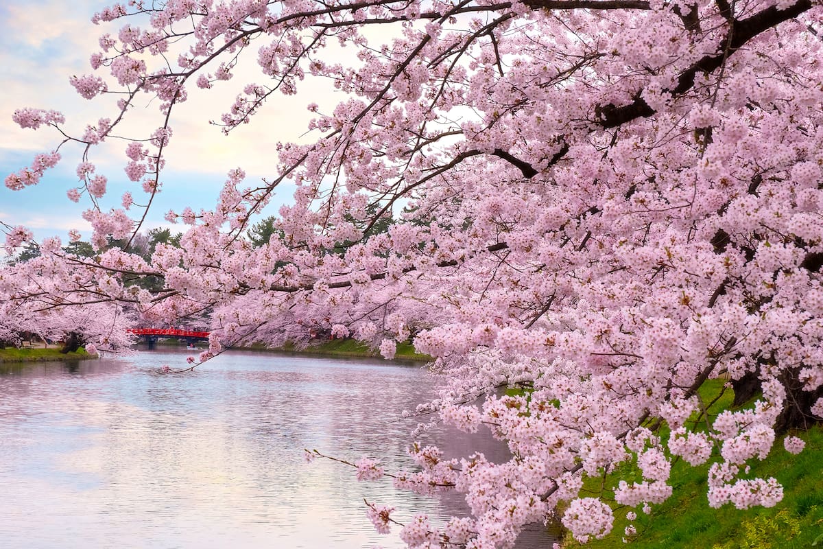 El término nagori es como la saudade japonesa, ese sentimiento que aflora, por ejemplo, cuando se van los efímeros cerezos
