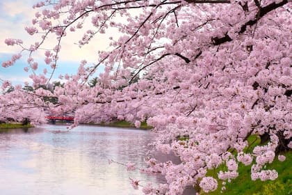 El término nagori es como la saudade japonesa, ese sentimiento que aflora, por ejemplo, cuando se van los efímeros cerezos
