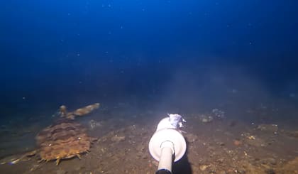 El término "wobbegong" proviene de una palabra aborigen australiana que significa "barba peluda"; este nombre describe a la perfección la distintiva apariencia del tiburón wobbegong (Foto: Captura YouTube @barnydillarstone )