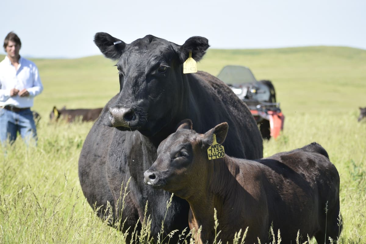 El ternero bajó desde los máximos de marzo, aunque continúa muy por encima de hace un año
