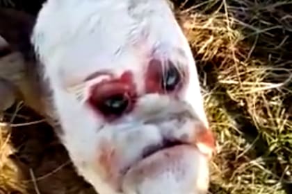 El ternero con el extraño rostro debido a una enfermedad genética