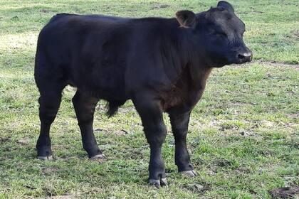 El ternero es de la raza Aberdeen Angus, de frame chico como se usaba en décadas pasadas