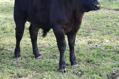 El ternero es de la raza Aberdeen Angus, de frame chico como se usaba en décadas pasadas