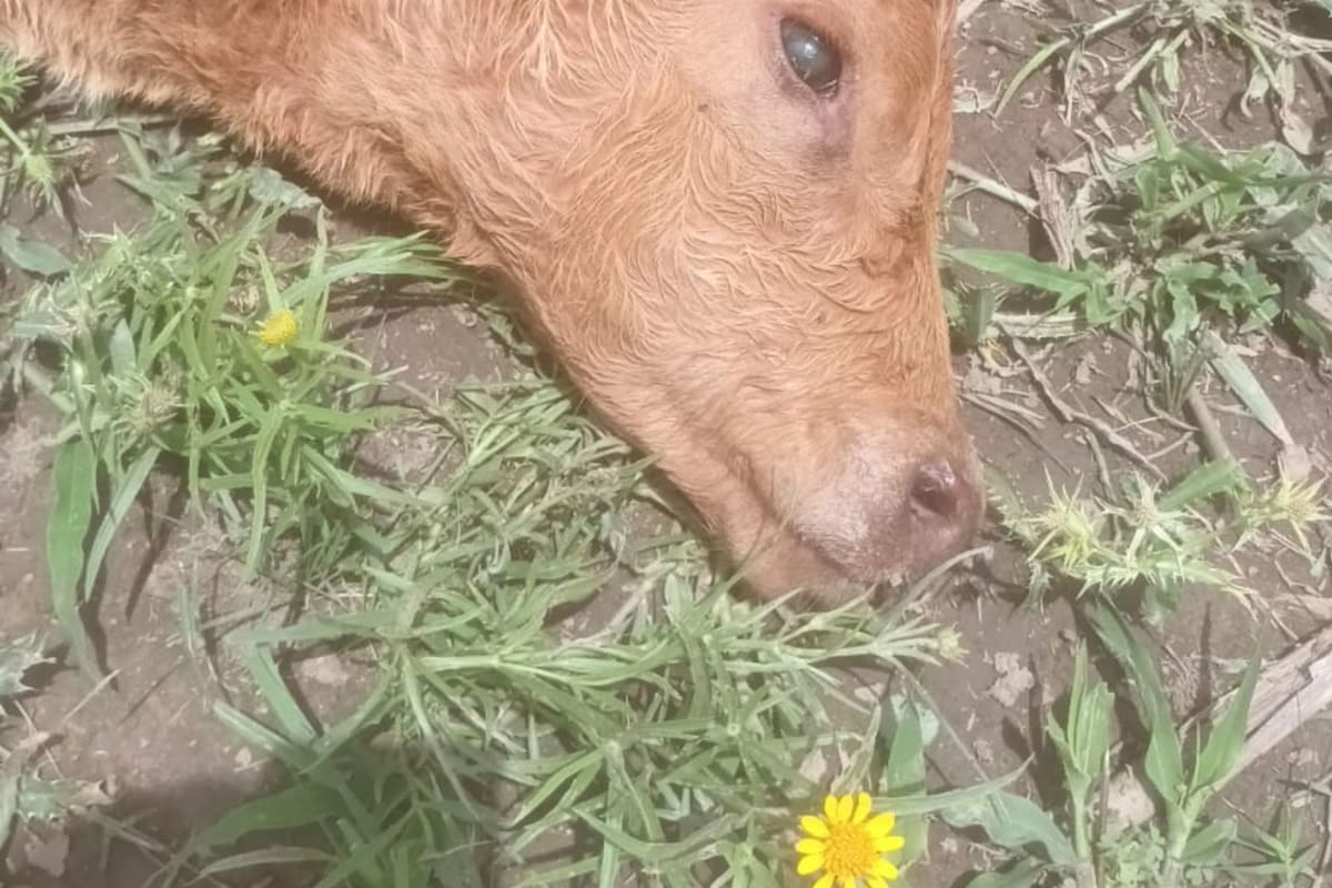 El ternero fue encontrado muerto en medio del campo