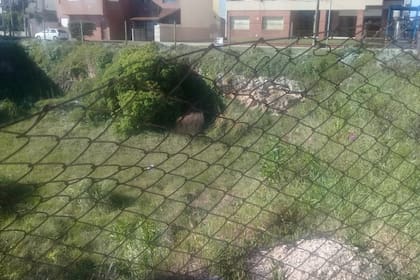 El terreno abandonado del Neptuno