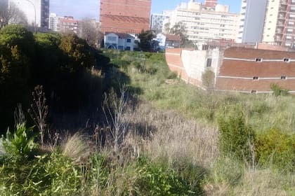 Solo dos edificios de cocheras ocupan el enorme predio invadido por vegetación