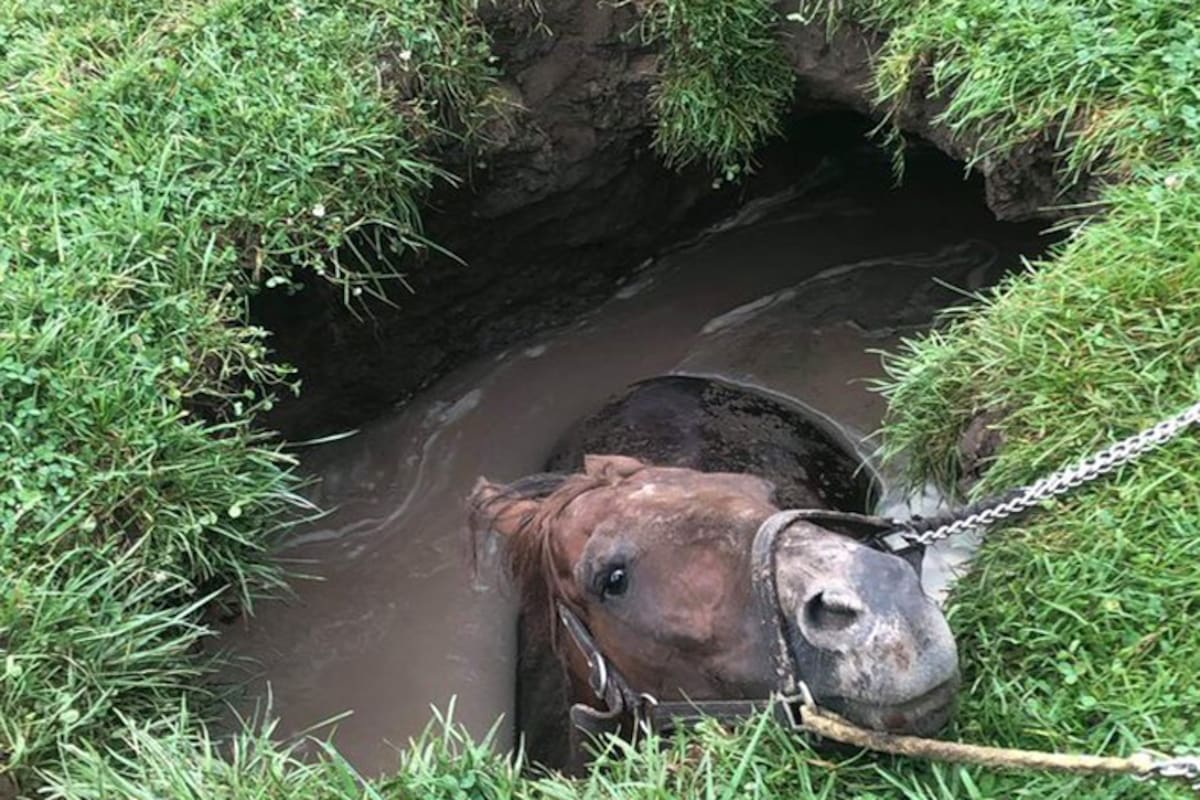 El terreno cedió y Mr. Chengue quedó atrapado en un sumidero, en el hipódromo de Fort Erie