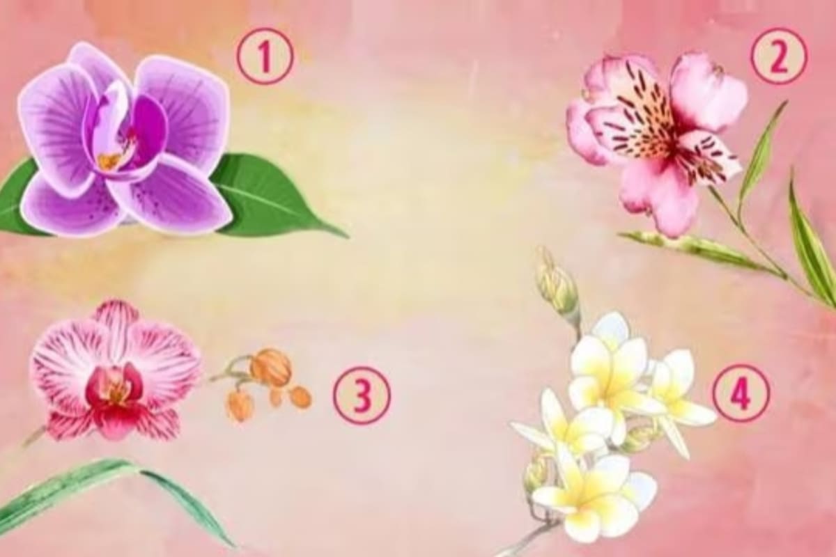 El test consiste en elegir una de las cuatro orquídeas