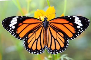 El test de personalidad de la mariposa que se convirtió viral en las redes sociales
