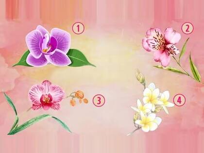 El test visual que expondrá cómo eres cuando elijas una de las cuatro orquídeas