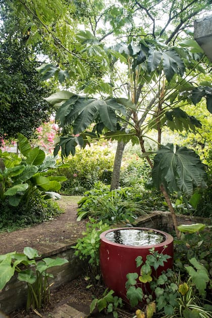 El Tetrapanax, regalo de Chola, se refleja en la gran maceta color bordó. Por detrás asoma el jardín de estilo más tropical