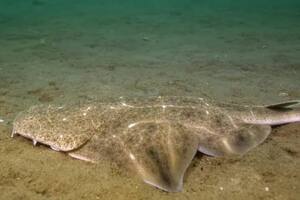 El tiburón ángel es una rara especie en peligro crítico de extinción