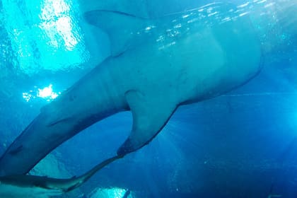 El tiburón ballena, aunque tiene muchos dientes, no es peligroso para los humanos