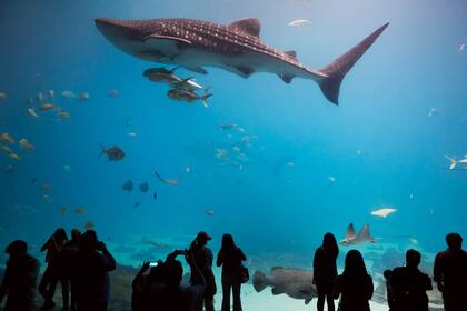 El tiburón ballena es la mayor atracción del Georgia Aquarium de Atlanta.