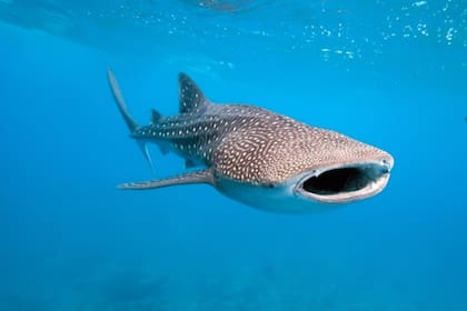 El tiburón ballena es una de las 44 especies de tiburón que habitan el Mar Rojo.