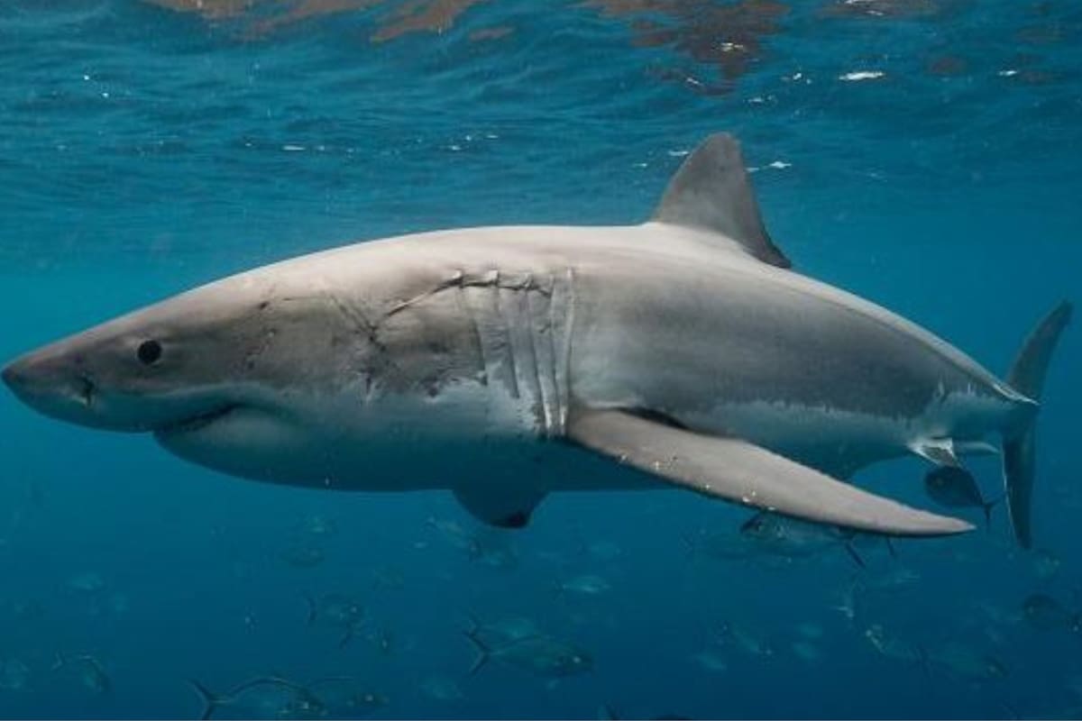 El tiburón blanco "Contender" atemoriza a la población de los Estados Unidos por su espíritu depredador