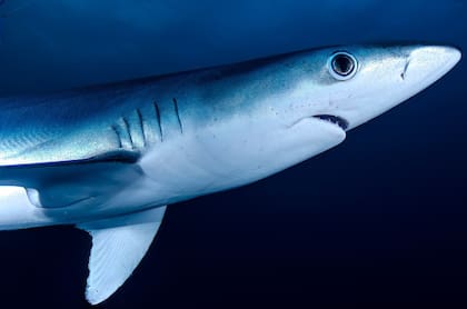 El tiburón blanco es el animal predilecto de las personas del mes de enero (imagen ilustrativa)