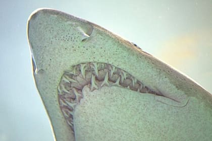 El tiburón blanco es uno de los depredadores más temidos de los océanos (Foto: Freepik)