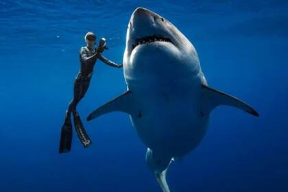 El tiburón blanco es uno de los mayores depredadores del ecosistema marítimo