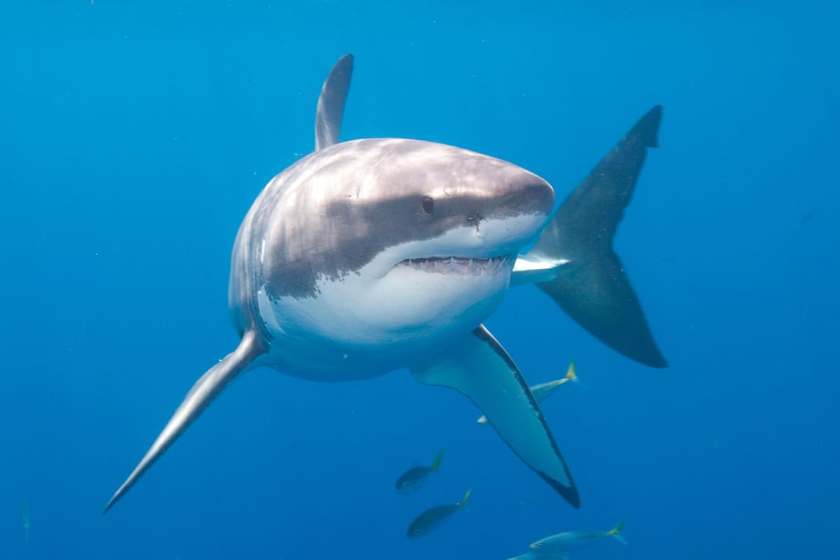 El tiburón blanco, uno de los depredadores más temidos de los mares.