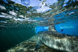 El tiburón blanco va en camino al norte de Canadá, donde pasará el verano boreal en busca de presas para alimentarse