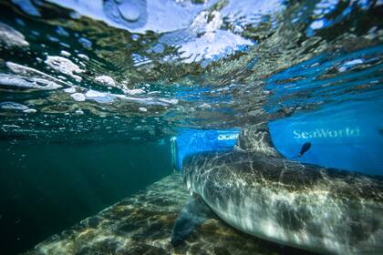 El tiburón blanco va en camino al norte de Canadá, donde pasará el verano boreal en busca de presas para alimentarse