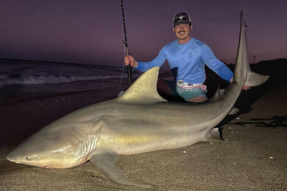El tiburón capturado en Florida medía casi tres metros y pesaba más de 250 kilogramos