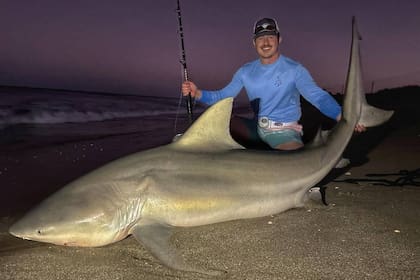 El tiburón capturado en Florida medía casi tres metros y pesaba más de 250 kilogramos